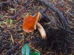 Lactarius subviscidus