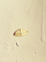 Microxydia ruficomma