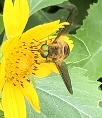 Esenbeckia incisuralis
