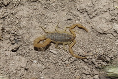 Aegaeobuthus gibbosus