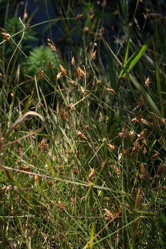 Fimbristylis tristachya observed 2026-10-09