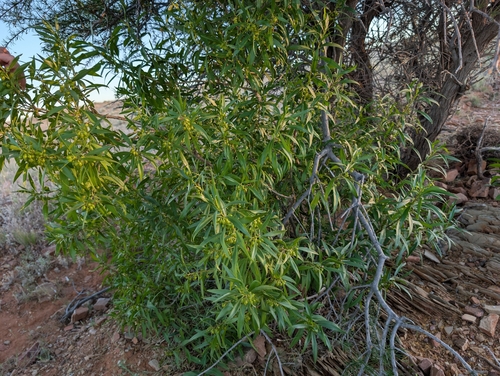 Myoporum montanum observed 2026-10-09