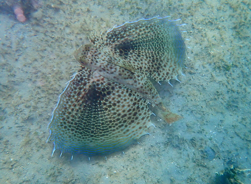 Dactyloptena observed 2026-10-09