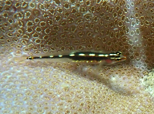 Eviota sebreei observed 2026-10-09