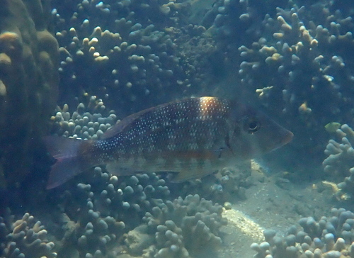 Lethrinus obsoletus observed 2026-10-09