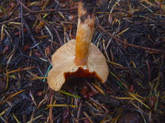 Lactarius subviscidus