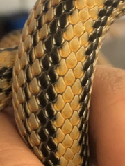 Salvadora hexalepis hexalepis