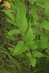 Angelica cincta