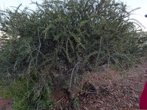 Acacia tetragonophylla, 2026-10-09