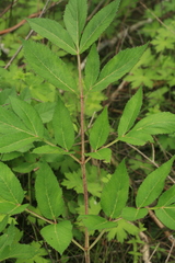 Angelica cincta