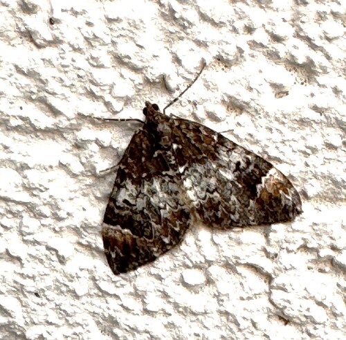 Marbled Carpet Moth
