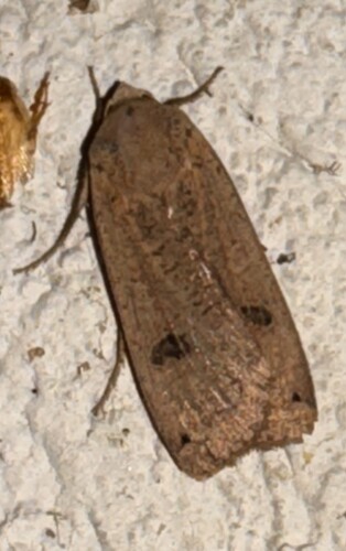 Large Yellow Underwing