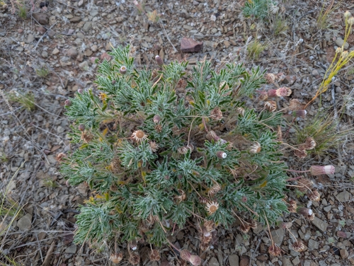 Ixiochlamys cuneifolia, 2026-10-09