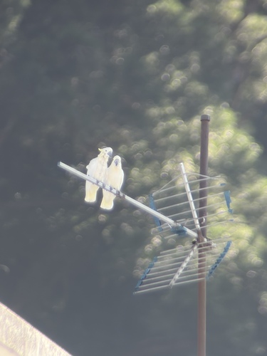 Cacatua sulphurea observed 2026-10-09