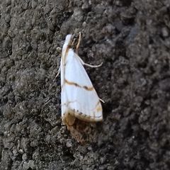 Pseudargyria interruptella