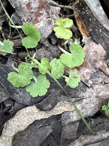 Hydrocotyle hirta, 2026-10-08
