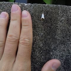 Pseudargyria interruptella