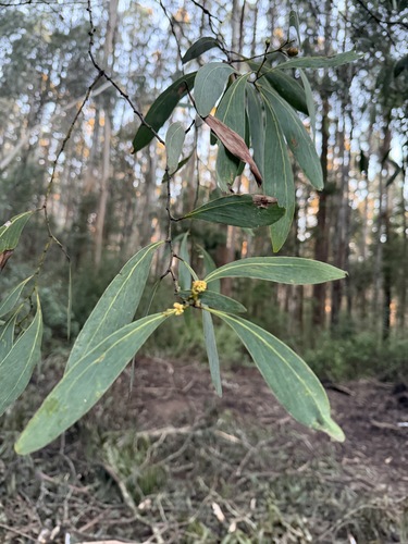 Acacia obliquinervia observed 2026-10-08