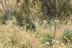 Prinia gracilis
