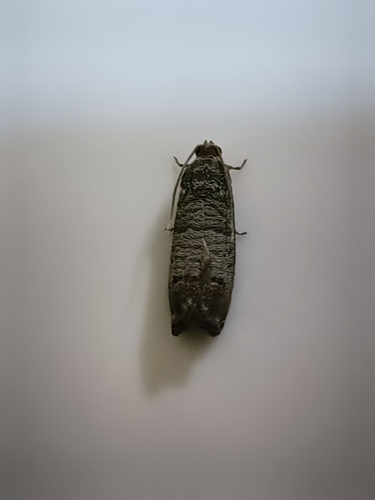 Codling Moth
