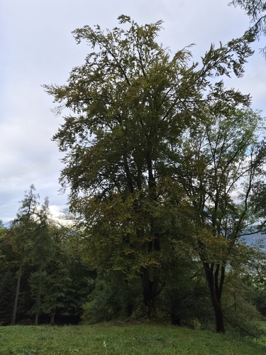 European beech