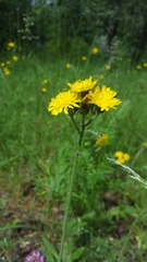 Pilosella caespitosa