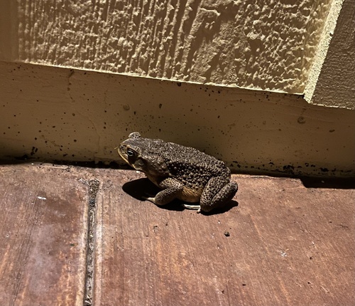 Rhinella marina observed 2026-10-08