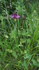 Aquilegia atrata