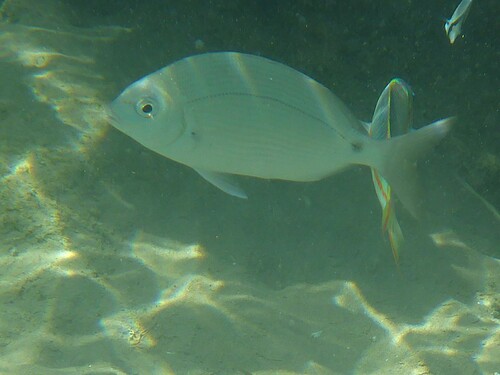 Diplodus noct observed 2026-10-07