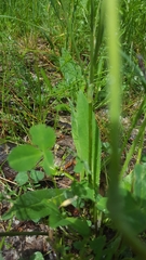 Pilosella caespitosa