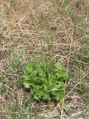 Heuchera richardsonii