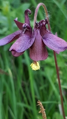 Aquilegia atrata
