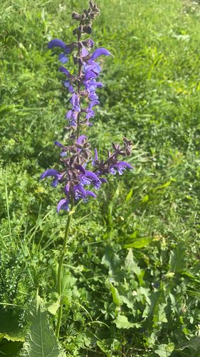 Meadow Sage