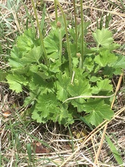 Heuchera richardsonii