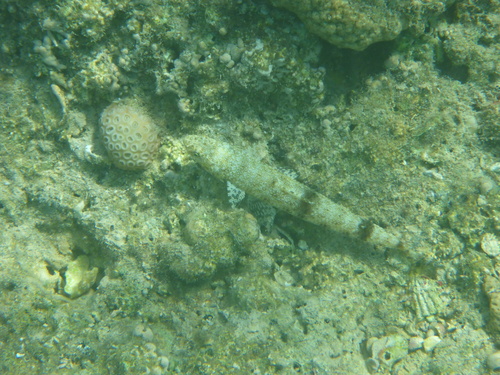 Saurida gracilis observed 2026-10-07