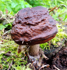 Pluteus rangifer