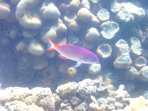 Gracila albomarginata observed 2026-10-07