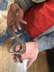 Salvadora hexalepis hexalepis