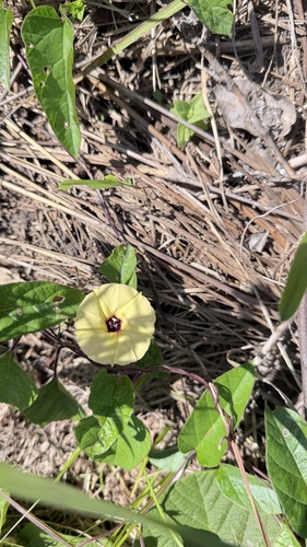 Hewittia malabarica observed 2026-10-01