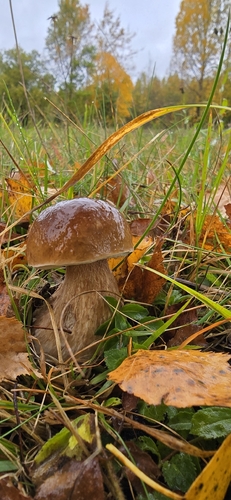 King Bolete