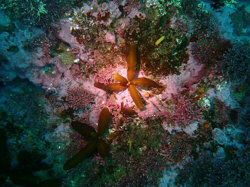 Cystoseira osmundacea observed 2026-10-07