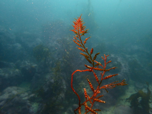 Cystoseira osmundacea observed 2026-10-07
