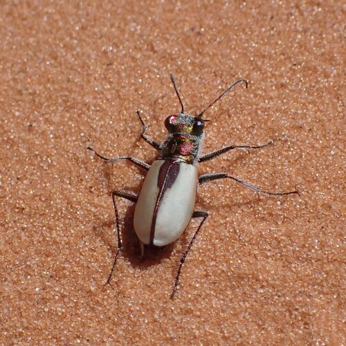 Coral Pink Sand Dunes Tiger Beetle photo 3
