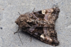 Euplexia koreaeplexia