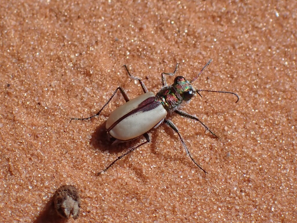 Coral Pink Sand Dunes Tiger Beetle