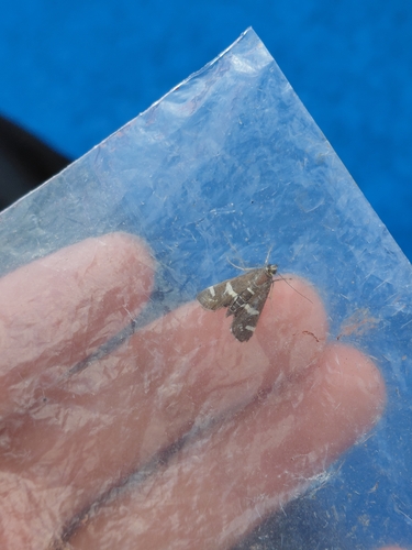 Hawaiian Beet Webworm Moth