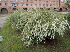 Spiraea cinerea