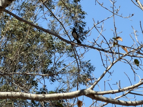 Willie Wagtail