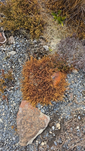 Lepidothamnus laxifolius, 2026-10-02