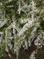Spiraea cinerea